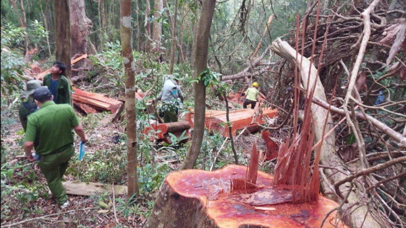 Gia Lai khởi tố nhóm đối tượng phá rừng quy mô lớn