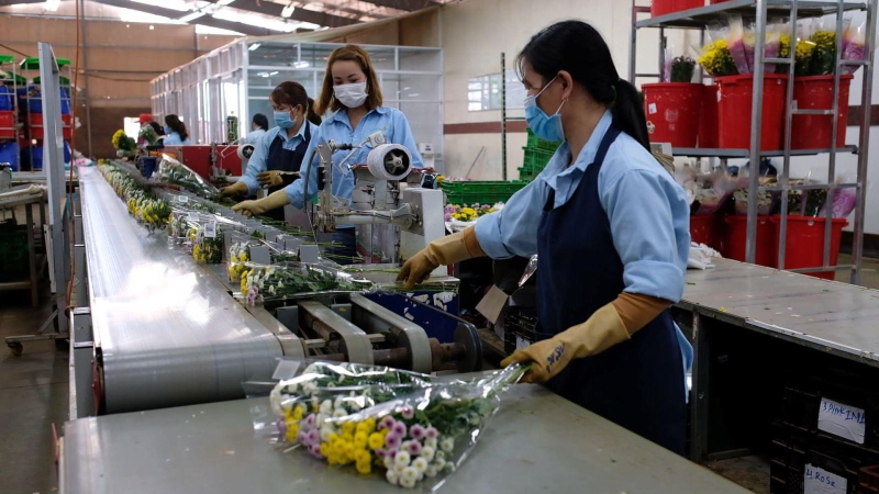 Xuất khẩu hoa trở lại thị trường Australia
