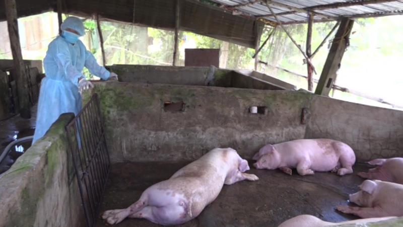 Triển khai các giải pháp phòng, chống dịch tả lợn châu Phi