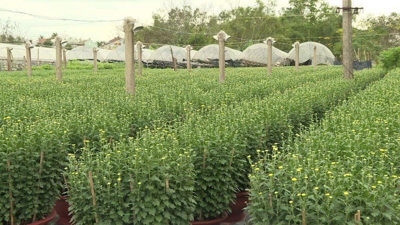 Hoa Tết chờ thương lai thu mua