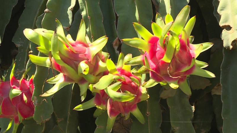 Bộ Công thương chỉ đạo tiêu thụ khẩn thanh long