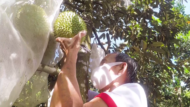 Quảng Ngãi phát triển kinh tế nông nghiệp theo hướng hiện đại