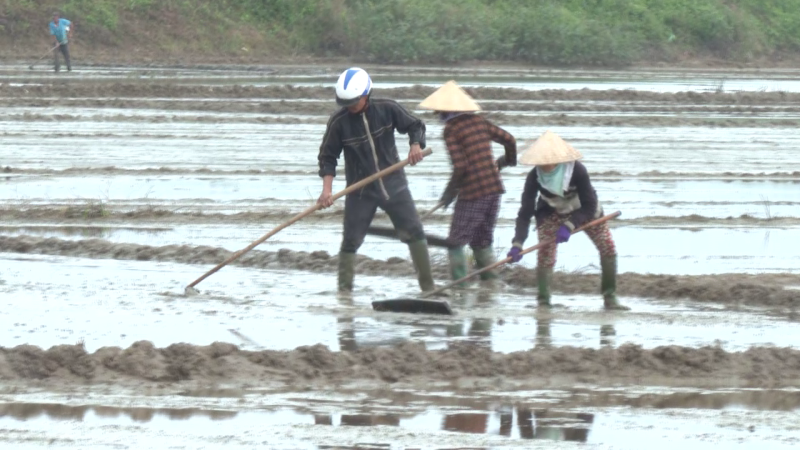 Gieo sạ vụ Đông xuân ở vùng ven sông Thoa gặp khó