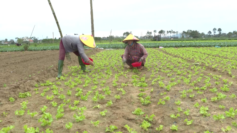 Nông dân trồng rau bán trong dịp tết