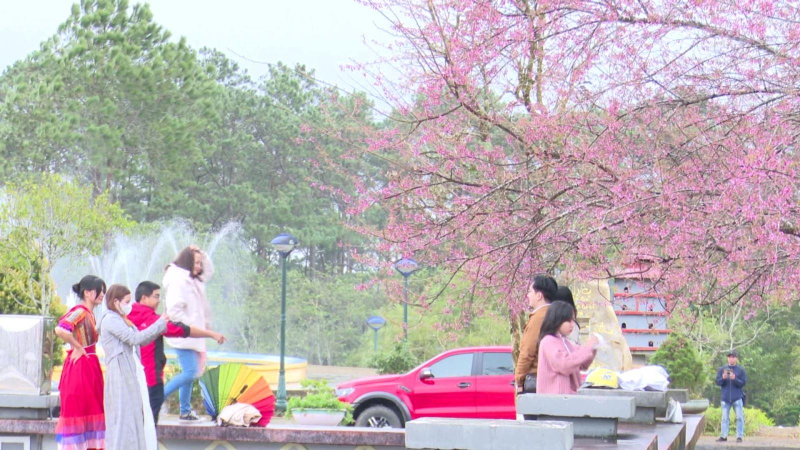 Hoa anh đào tại Măng Đen nở rộ đầu năm