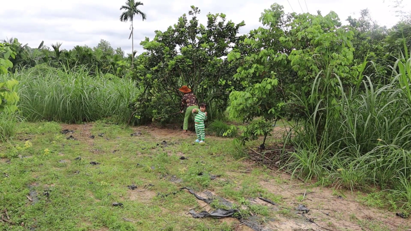 Minh Long phát triển diện tích cây bưởi da xanh