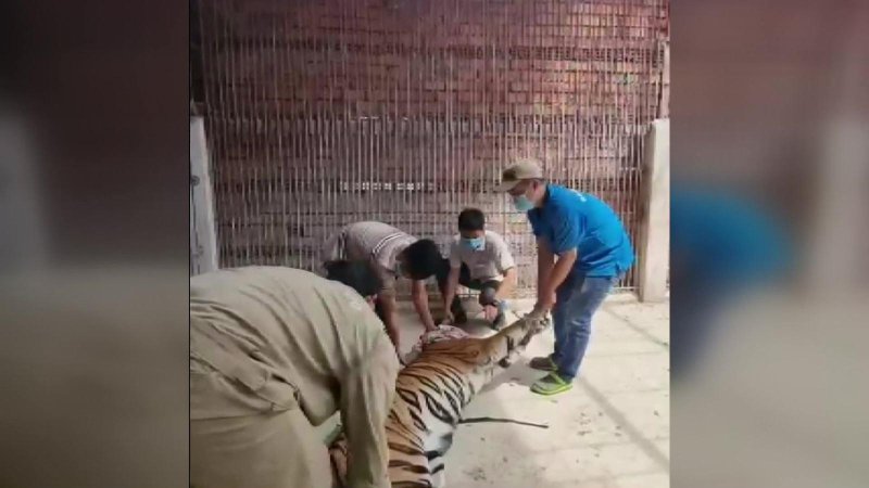 Một cơ sở tư nhân giao nộp 4 con hổ cho chính quyền