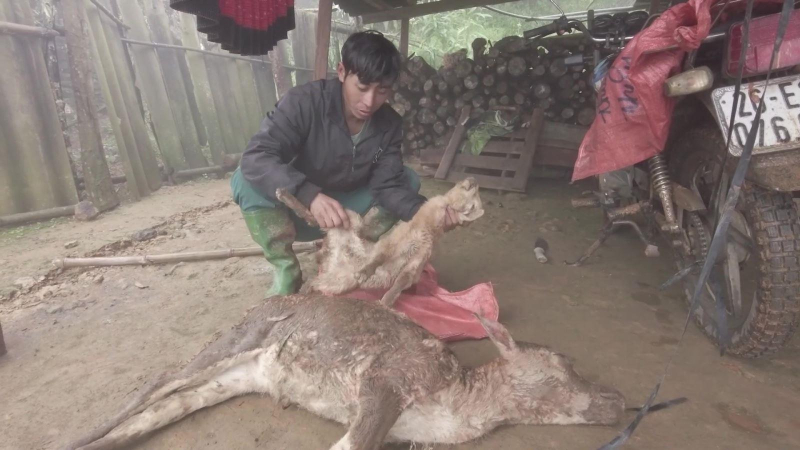 Miền Bắc rét kỷ lục, gần 1.600 gia súc chết