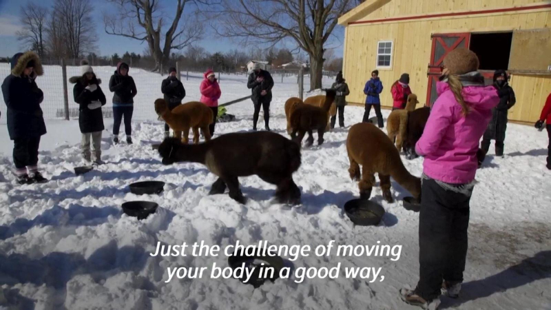 Độc đáo lớp học yoga cùng với lạc đà