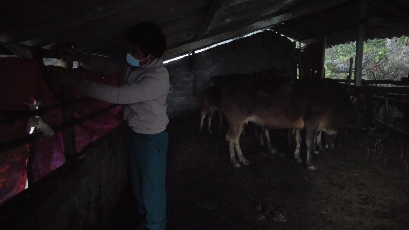 Rét đậm, rét hại gây thiệt hại về gia súc, cây cối và hoa màu