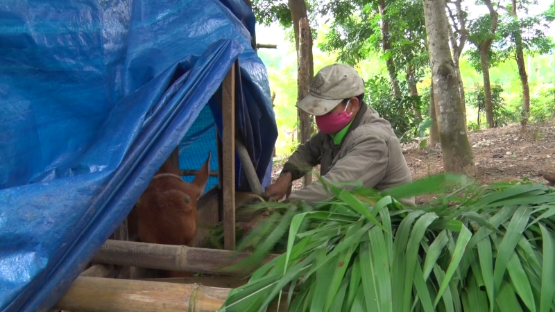 Sơn Tây tăng cường phòng chống rét cho gia súc
