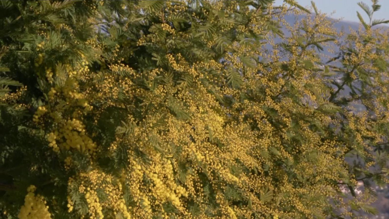 M&ugrave;a thu hoạch hoa Mimosa ở nước Ph&aacute;p