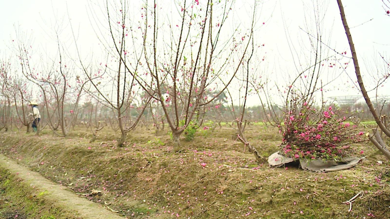 Đào La Cả nở muộn