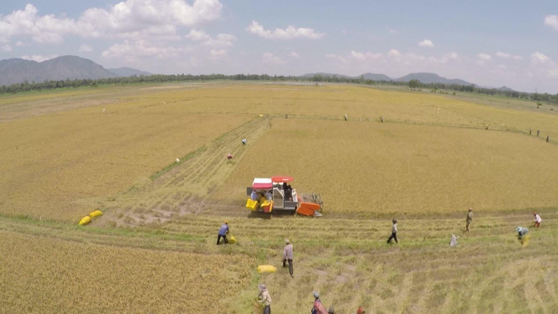 Xuất khẩu gạo tháng đầu năm tăng vọt