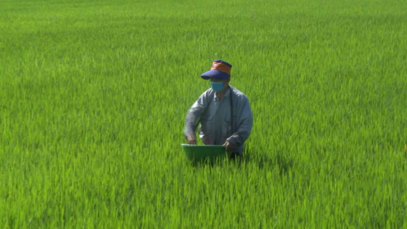 Phòng trừ bệnh đạo ôn trên cây lúa