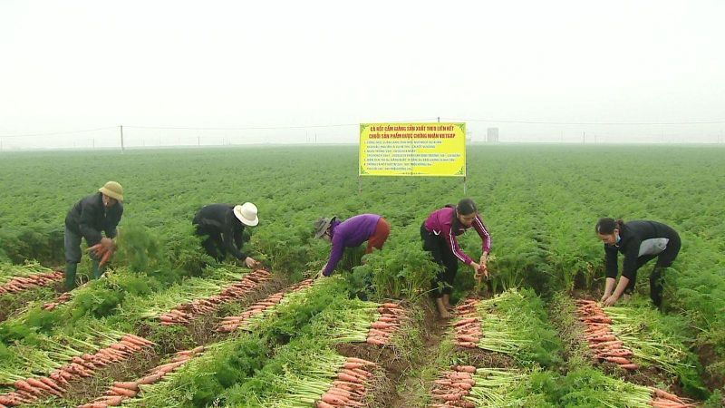 Xuất khẩu nông sản có nhiều tín hiệu lạc quan