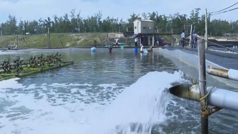 Tín hiệu tốt cho nuôi trồng thủy sản vùng ven biển Quảng Ngãi