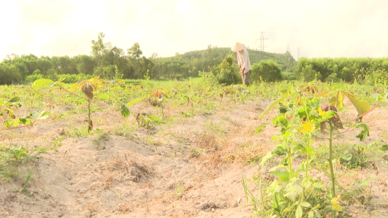 Nông dân tiếp tục gặp khó vì bệnh khảm lá mì