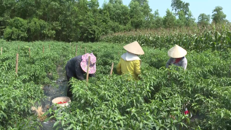 Hỗ trợ nông dân mua trả chậm