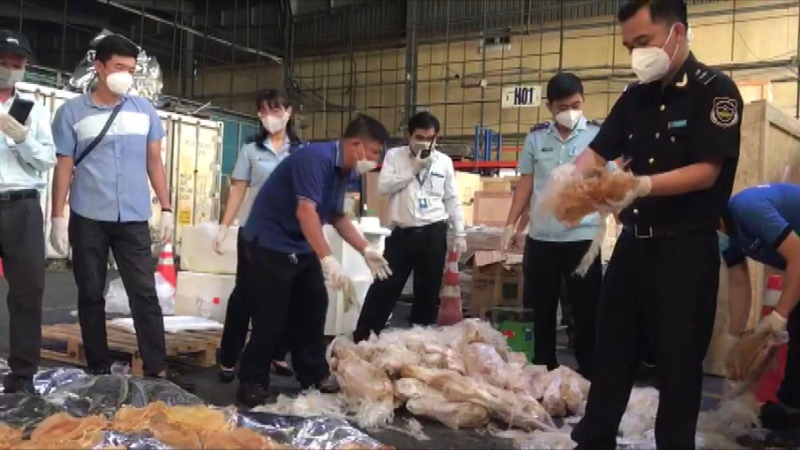 Bắt gần 45kg b&oacute;ng c&aacute; qu&yacute; hiếm tại s&acirc;n bay T&acirc;n Sơn Nhất