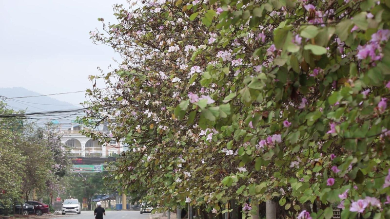 Hoa Ban khoe sắc rực rỡ giữa lòng thành phố Hòa Bình