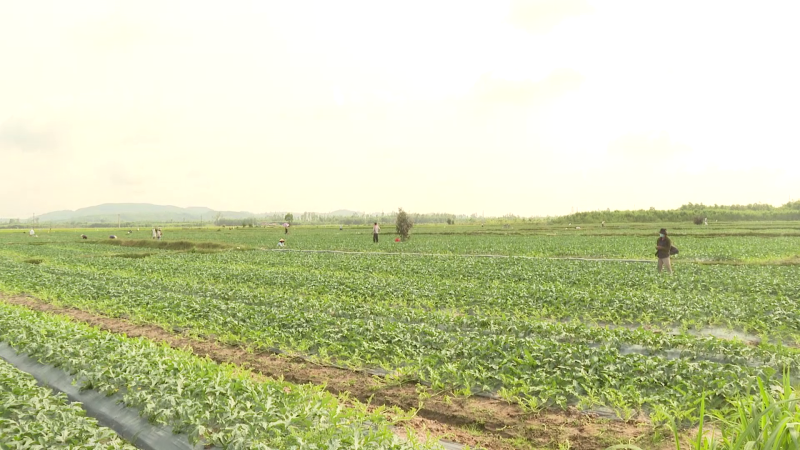 Vì sao nông dân vẫn trồng dưa