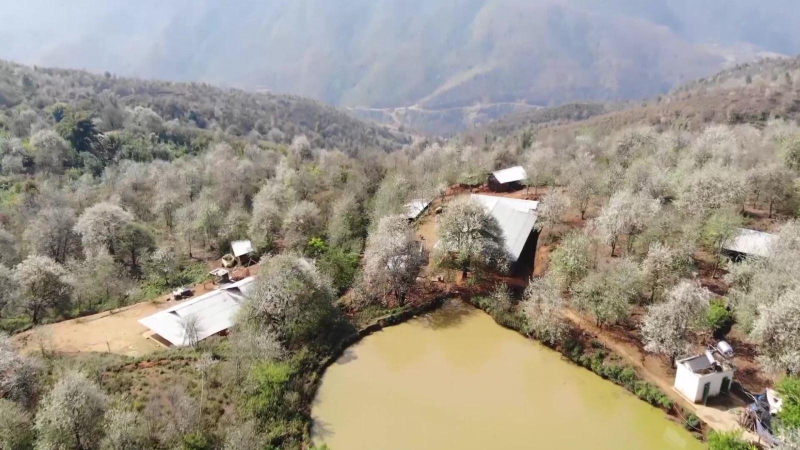 M&ugrave;a hoa Sơn Tra nở trắng rừng T&acirc;y Bắc