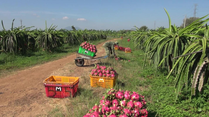 Tiếp nhận hàng xuất khẩu tới biên giới