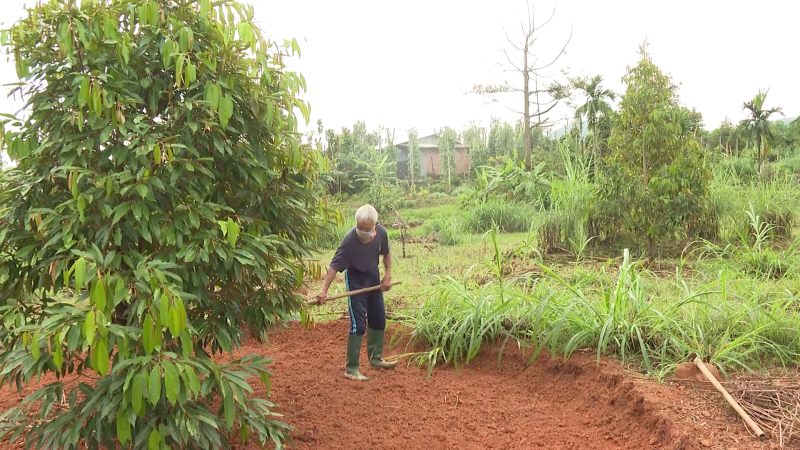 Cây sầu riêng trên đất Nghĩa Hành