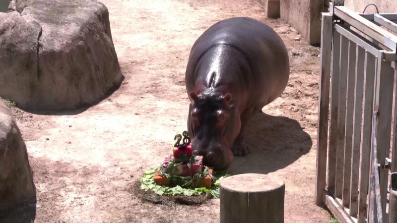 Độc đáo sinh nhật hà mã ở vườn thú Brazil