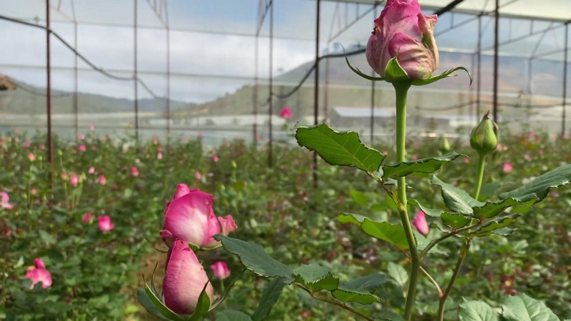 Xuất khẩu hoa thu về 61 triệu USD