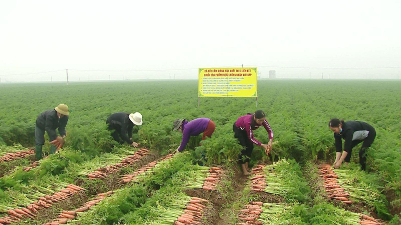 Việt Nam là nhà cung cấp rau củ lớn tại Đài Loan