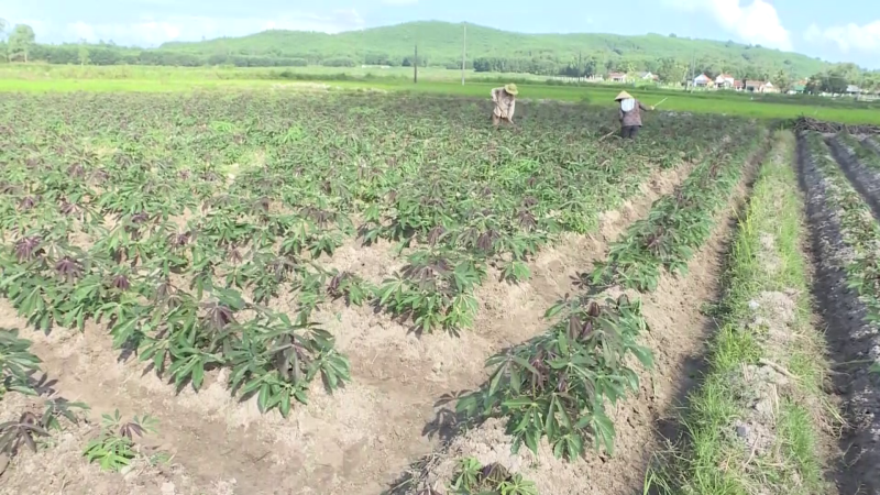 Cần tăng cường các biện pháp chống bệnh khảm lá mỳ