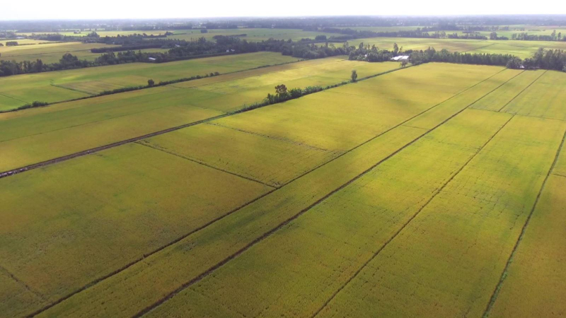 Giá gạo xuất khẩu duy trì vị trí dẫn đầu