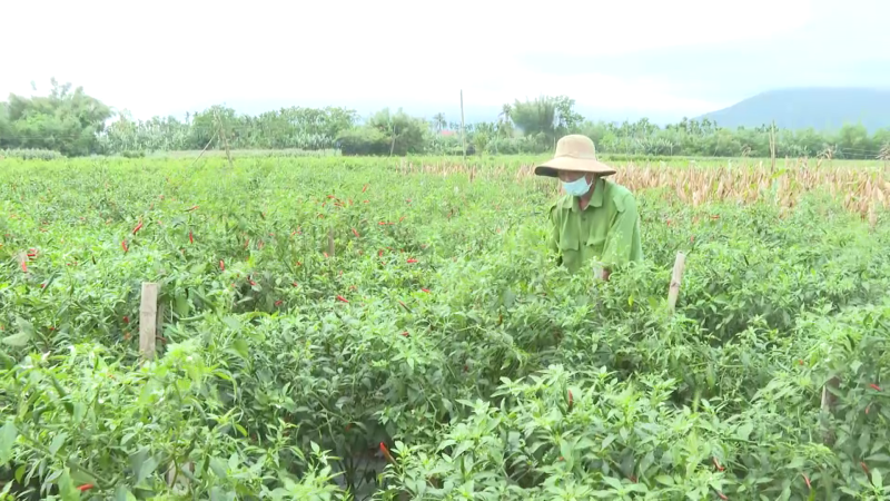 Lối đi cho cây ớt?