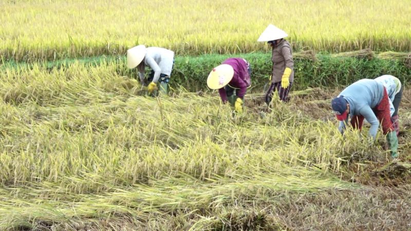 Mộ Đức huy động giúp nhau gặt lúa đổ ngã do mưa lớn