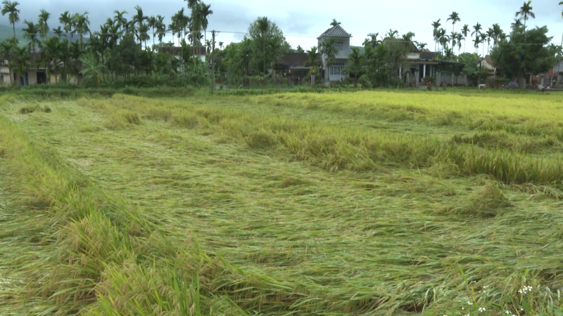 Giảm thiểu thiệt hại khi lúa ngã đổ