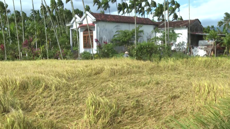 Lúa ngã đỗ vì mưa và gió lớn