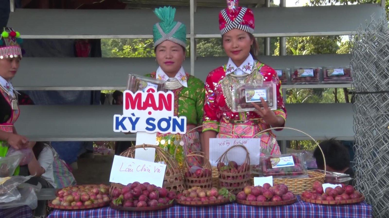 Nghệ An xúc tiến, quảng bá Mận tam hoa