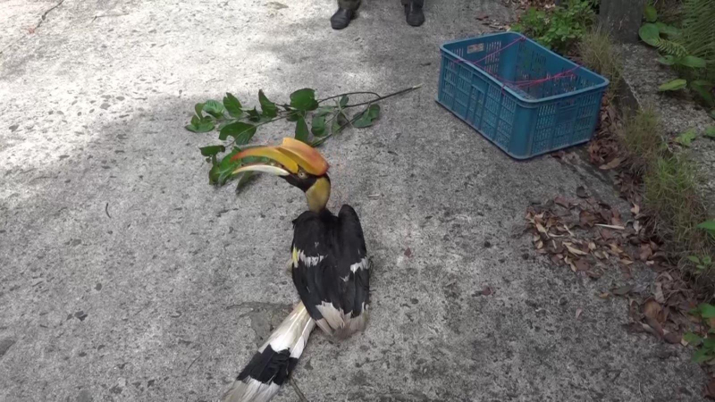 Bảo tồn chim hoang dã, chim di cư