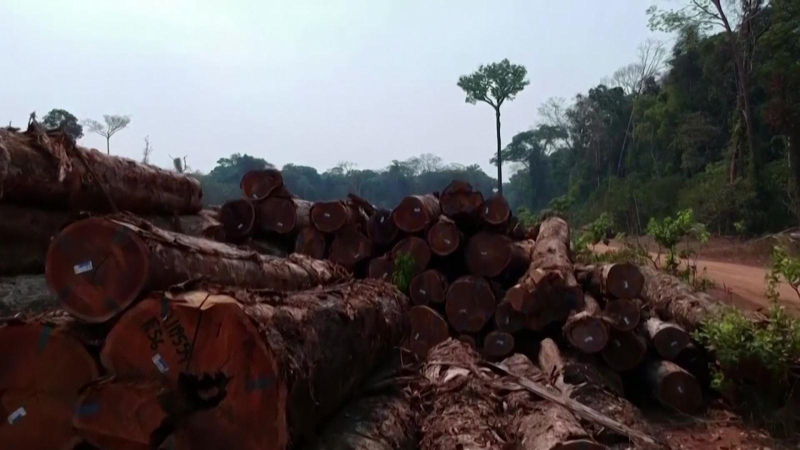 Hội nghị WEF Davos 2022 kêu gọi chấm dứt phá rừng Amazon