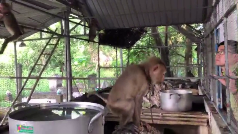 Người dân ở Thị xã Đức Phổ giao nộp 3 cá thể khỉ đuôi lợn quý hiếm