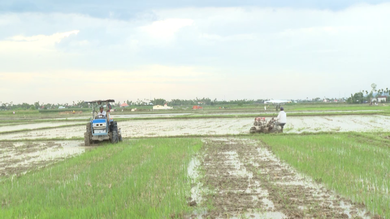 Nhanh chóng xuống giống lúa Hè Thu