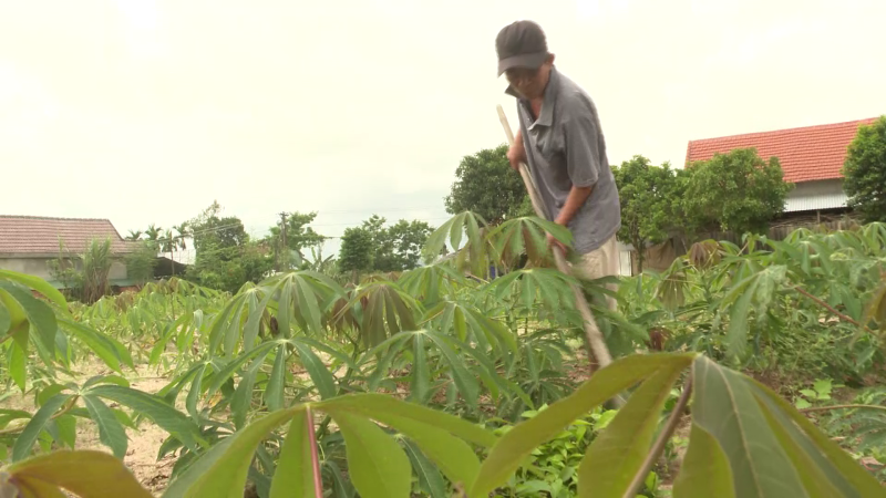 Đưa giống mì kháng bệnh khảm lá vào trồng