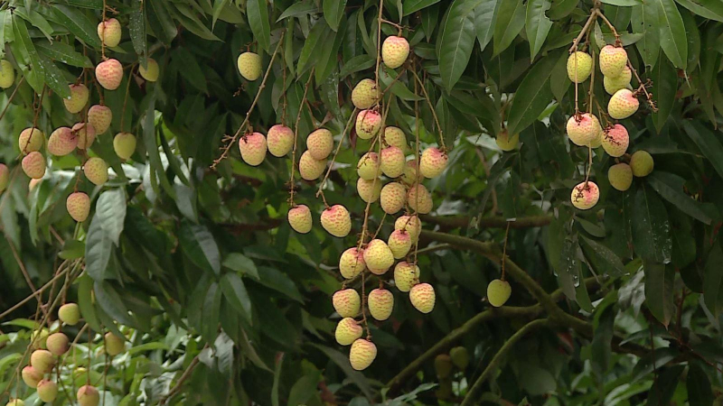 Tăng sản lượng xuất khẩu vải thiều