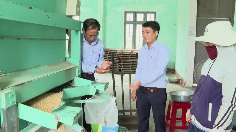 Cung ứng lúa giống cho vụ Hè Thu