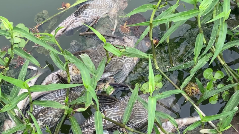 Xung quanh t&igrave;nh trạng c&aacute; chết tr&ecirc;n s&ocirc;ng B&agrave;u Giang