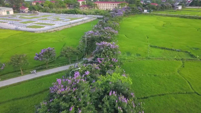 Con đường tím sắc hoa bằng lăng ở Hòa Bình