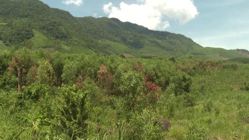 Tăng cường phòng chống cháy rừng