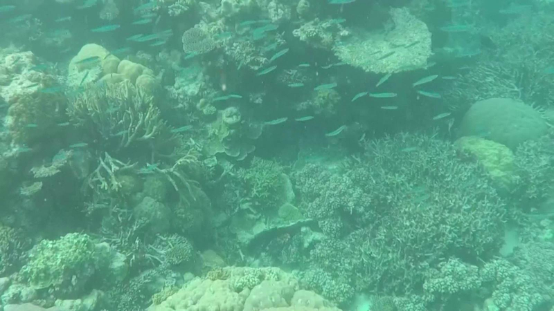 Nỗ lực giải cứu rạn san hô